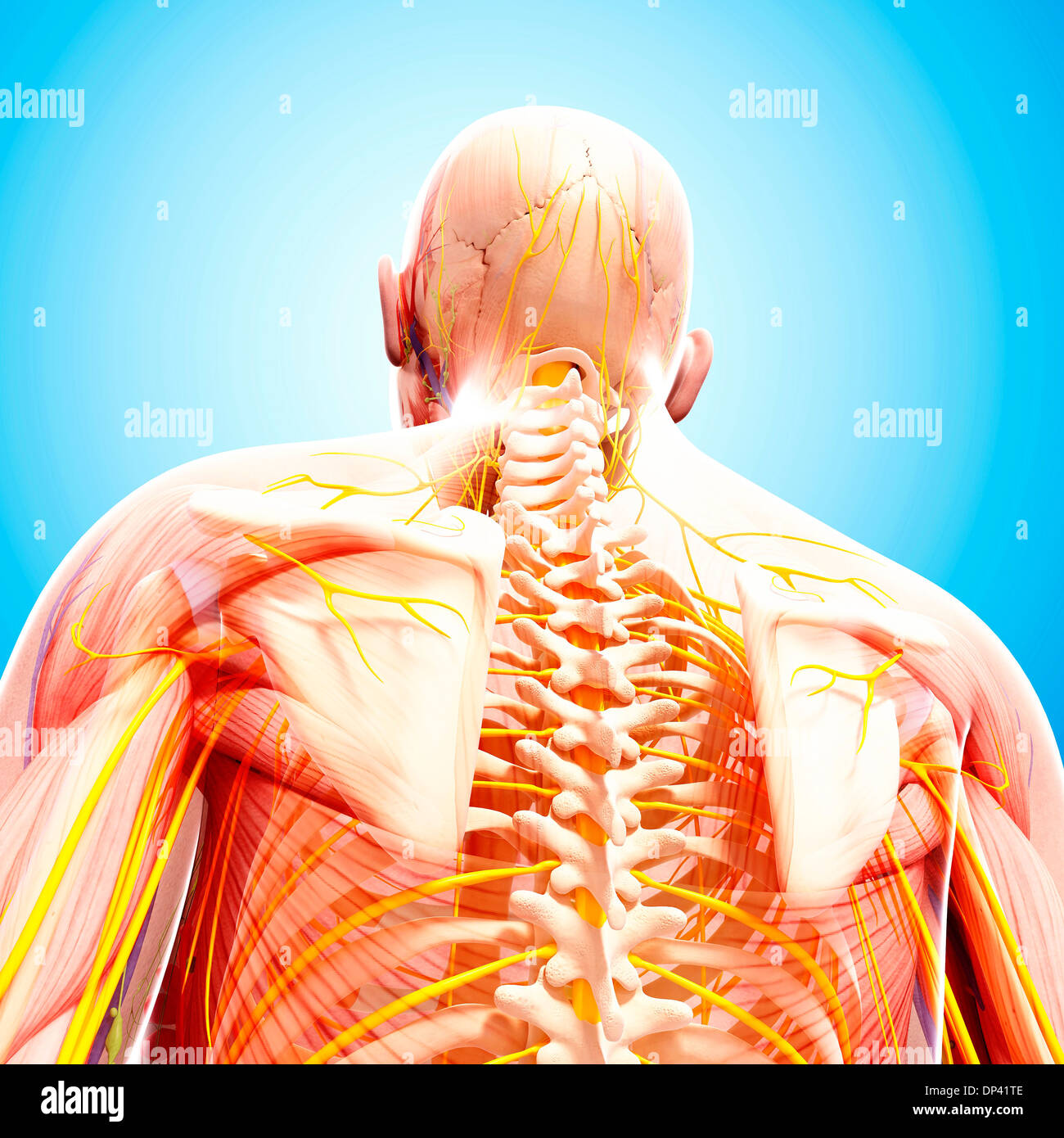 Anatomia Umana, artwork Foto Stock