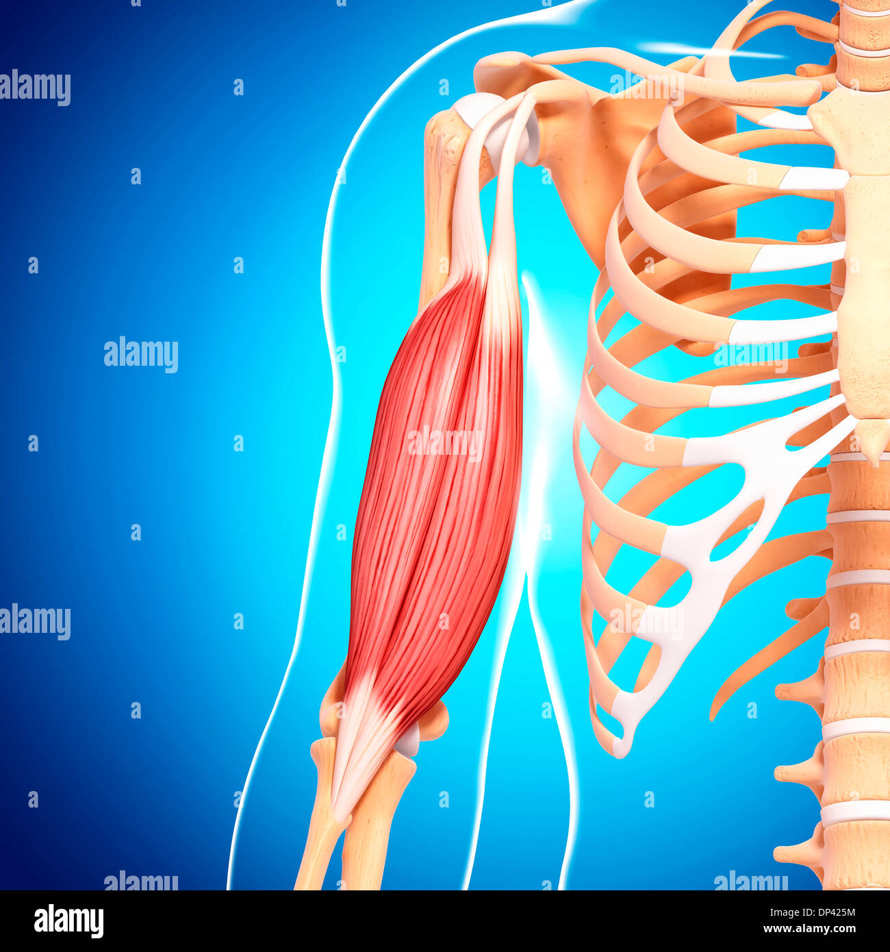 Braccio umano muscolatura, artwork Foto Stock