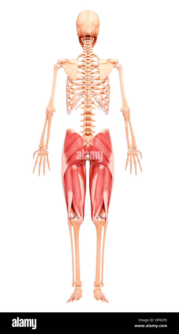 Gamba umana la muscolatura, artwork Foto Stock