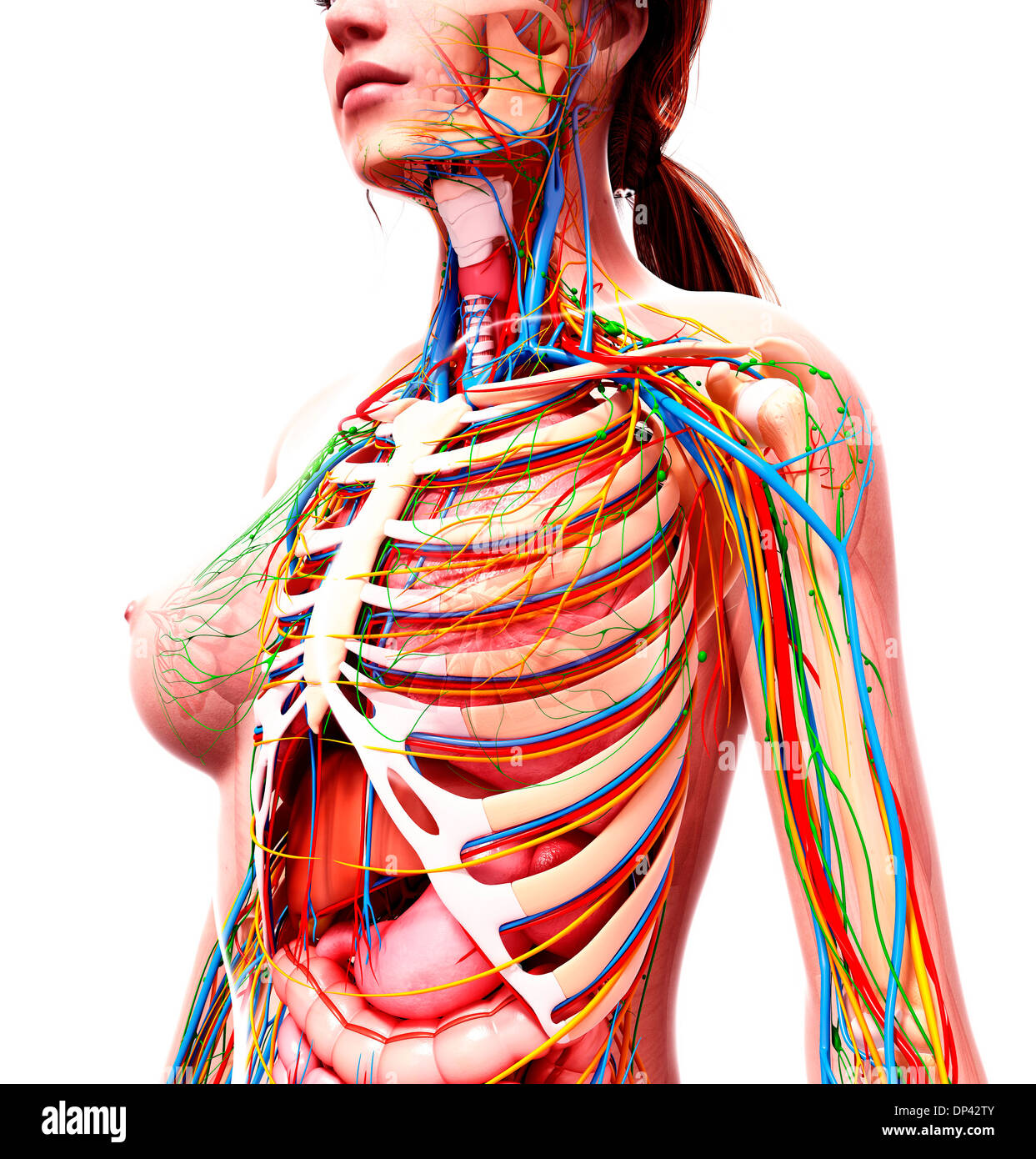 Anatomia femminile, artwork Foto Stock