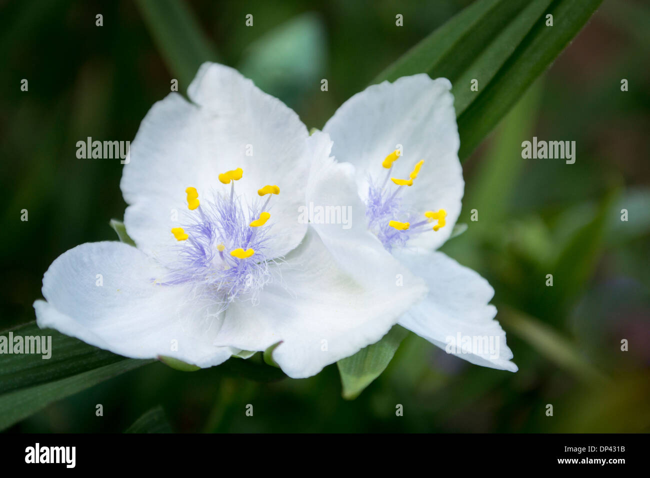 Tradescantia Virginia Spiderwort Foto Stock