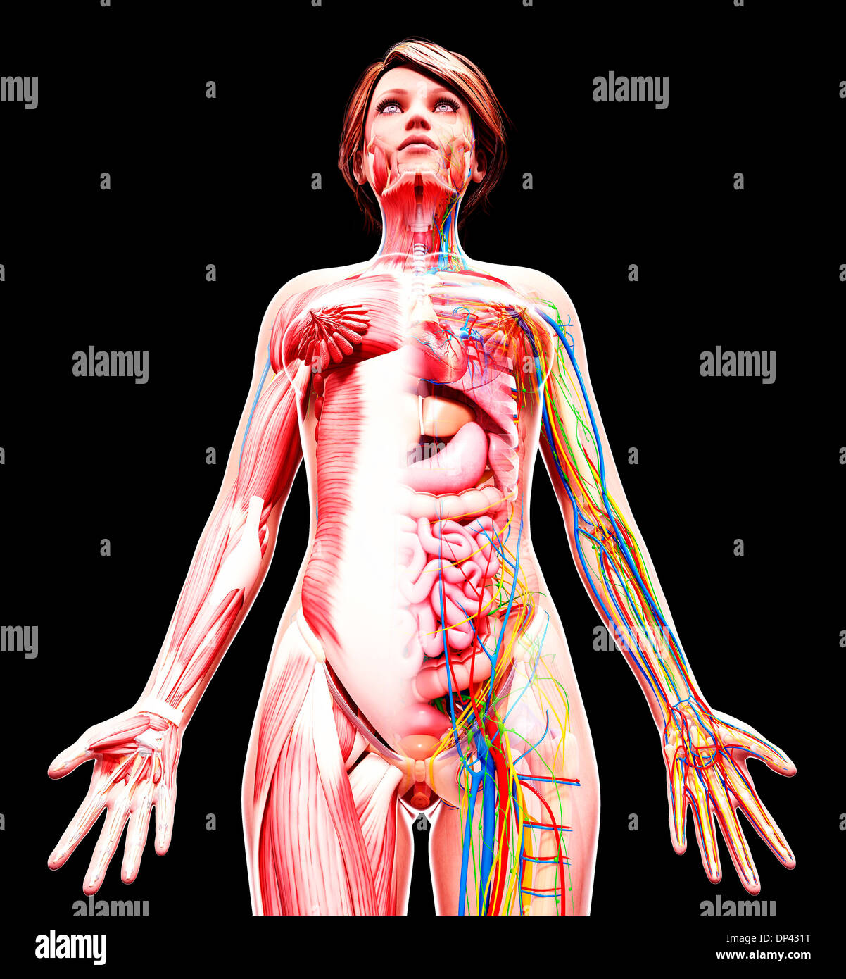Anatomia femminile, artwork Foto Stock