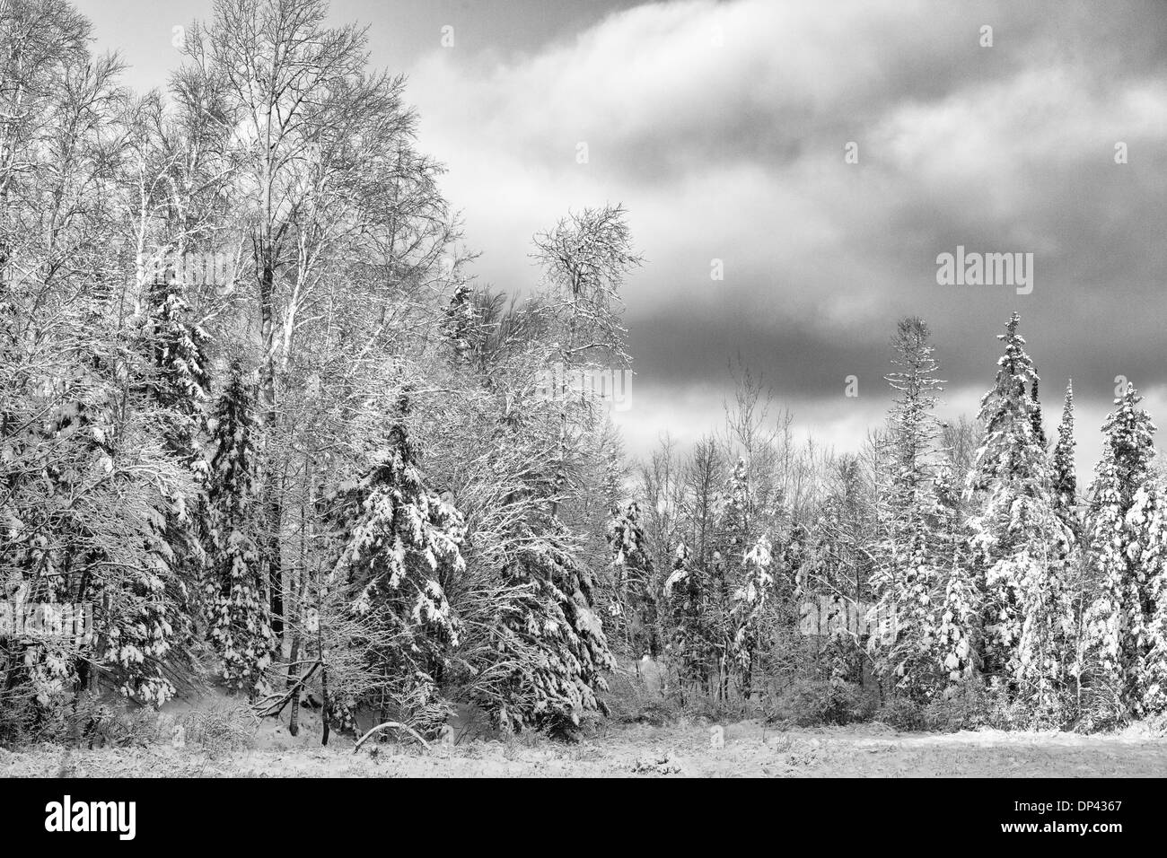 Coperte di neve alberi Foto Stock