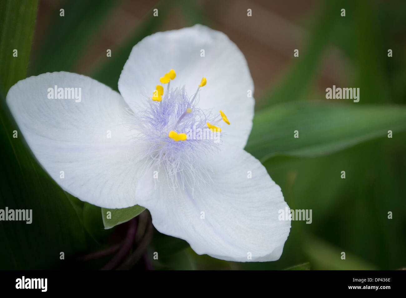Tradescantia Virginia Spiderwort Foto Stock
