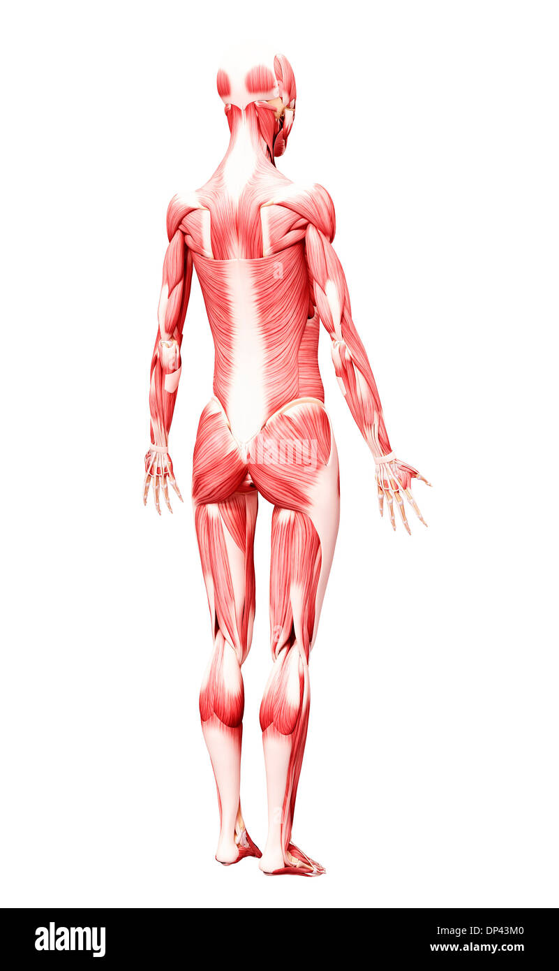 Muscolatura umana, artwork Foto Stock