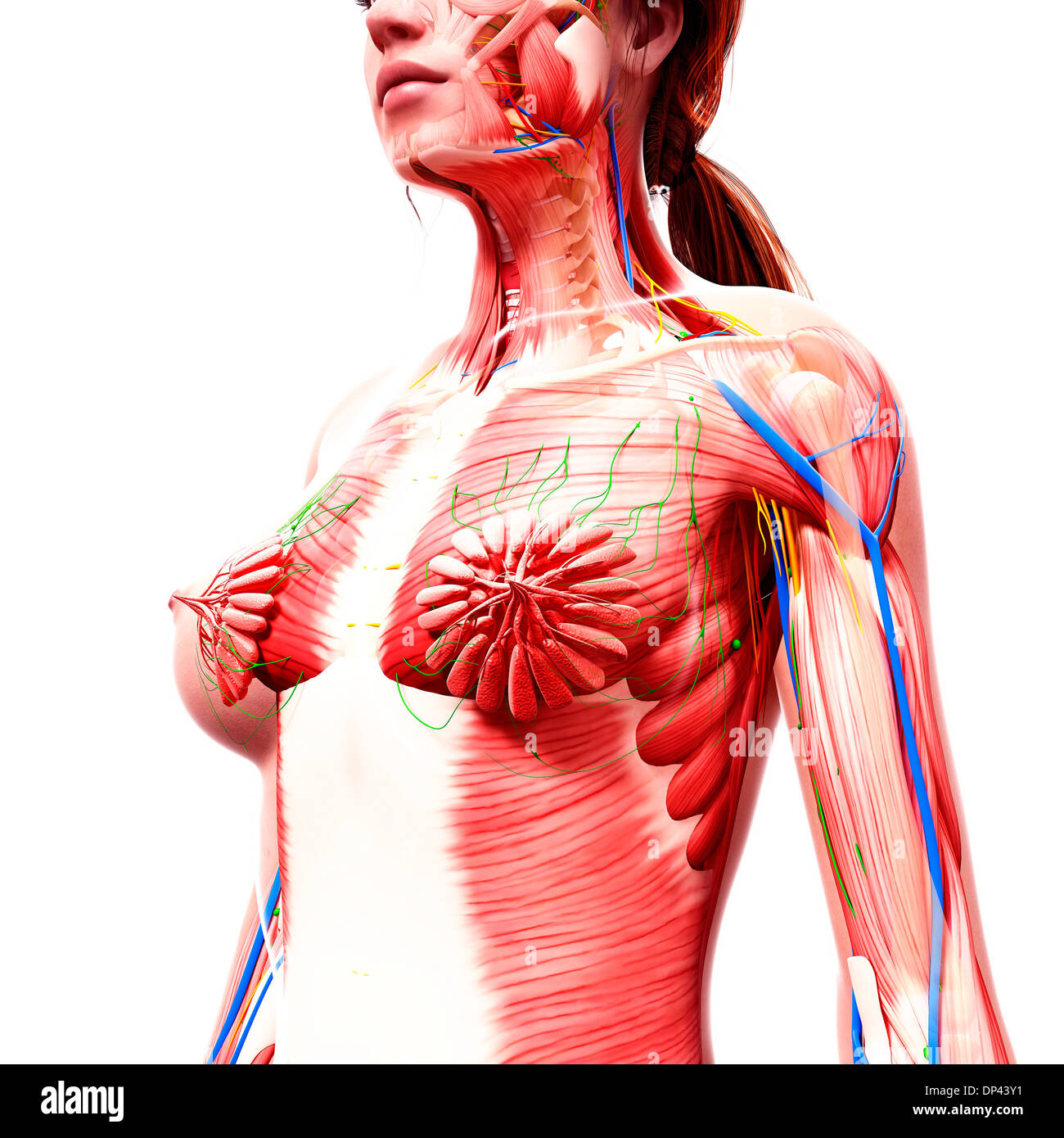 Anatomia femminile, artwork Foto Stock