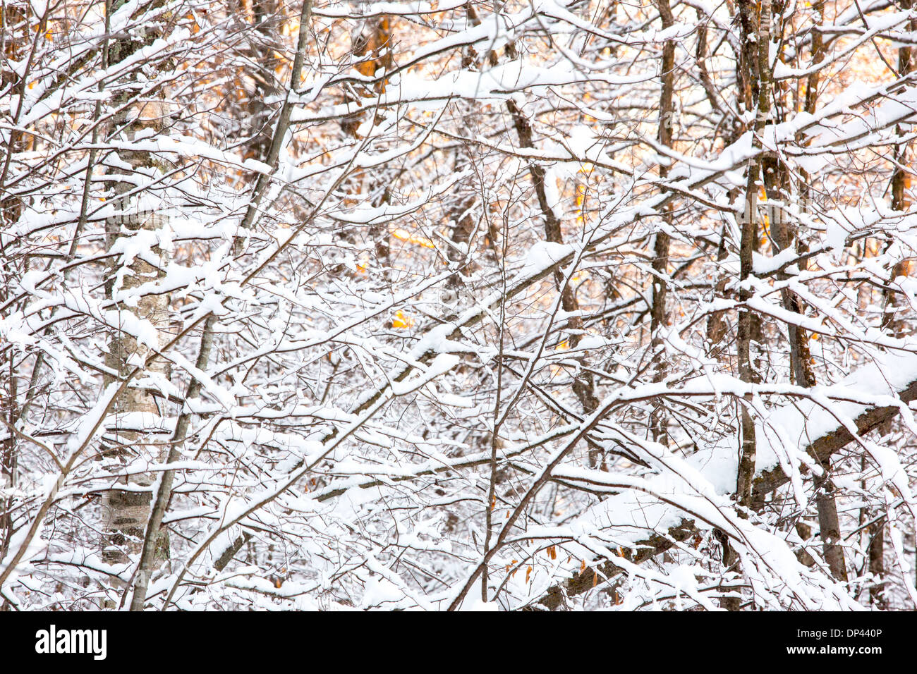 Coperte di neve alberi Foto Stock