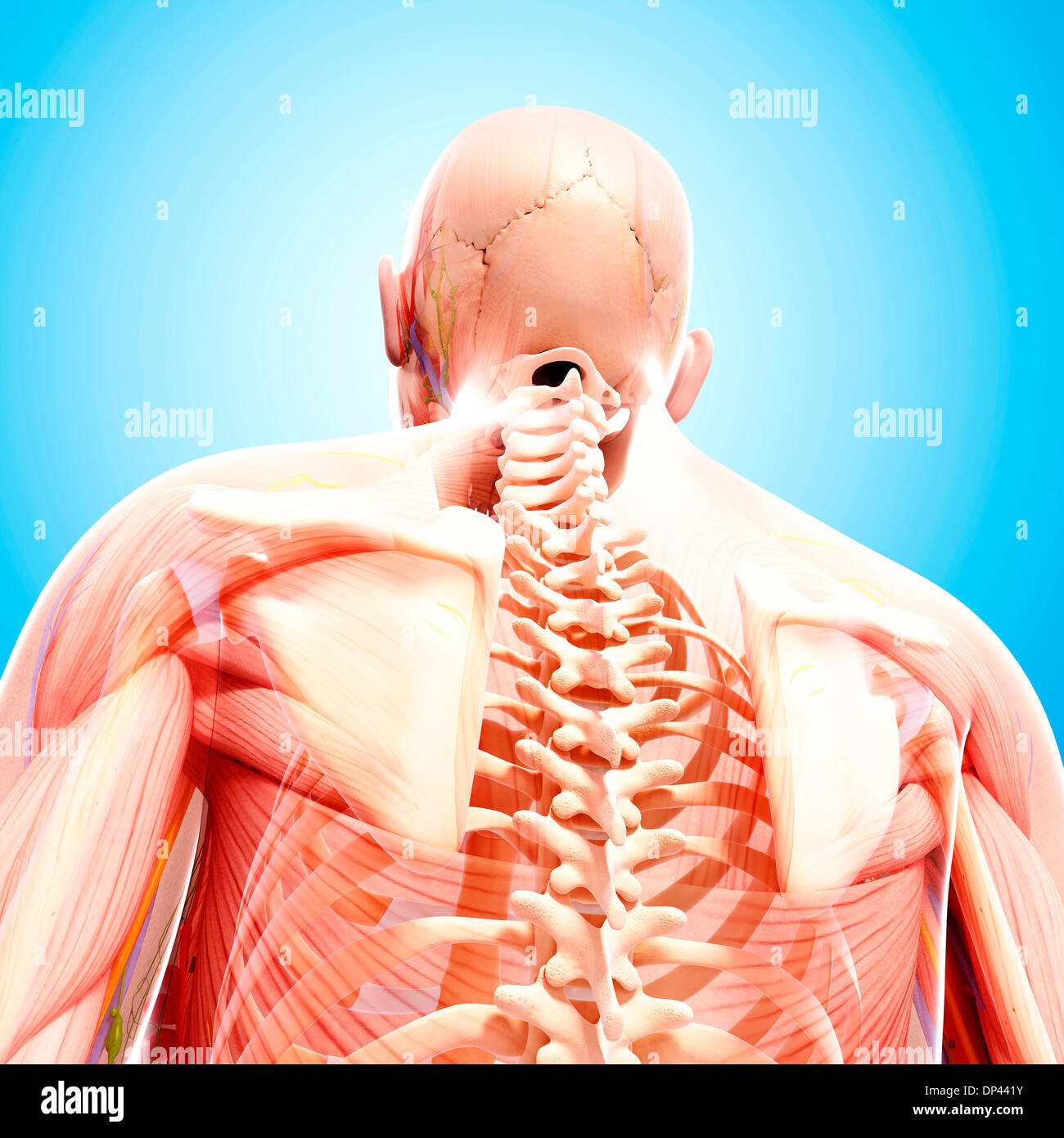 Anatomia Umana, artwork Foto Stock