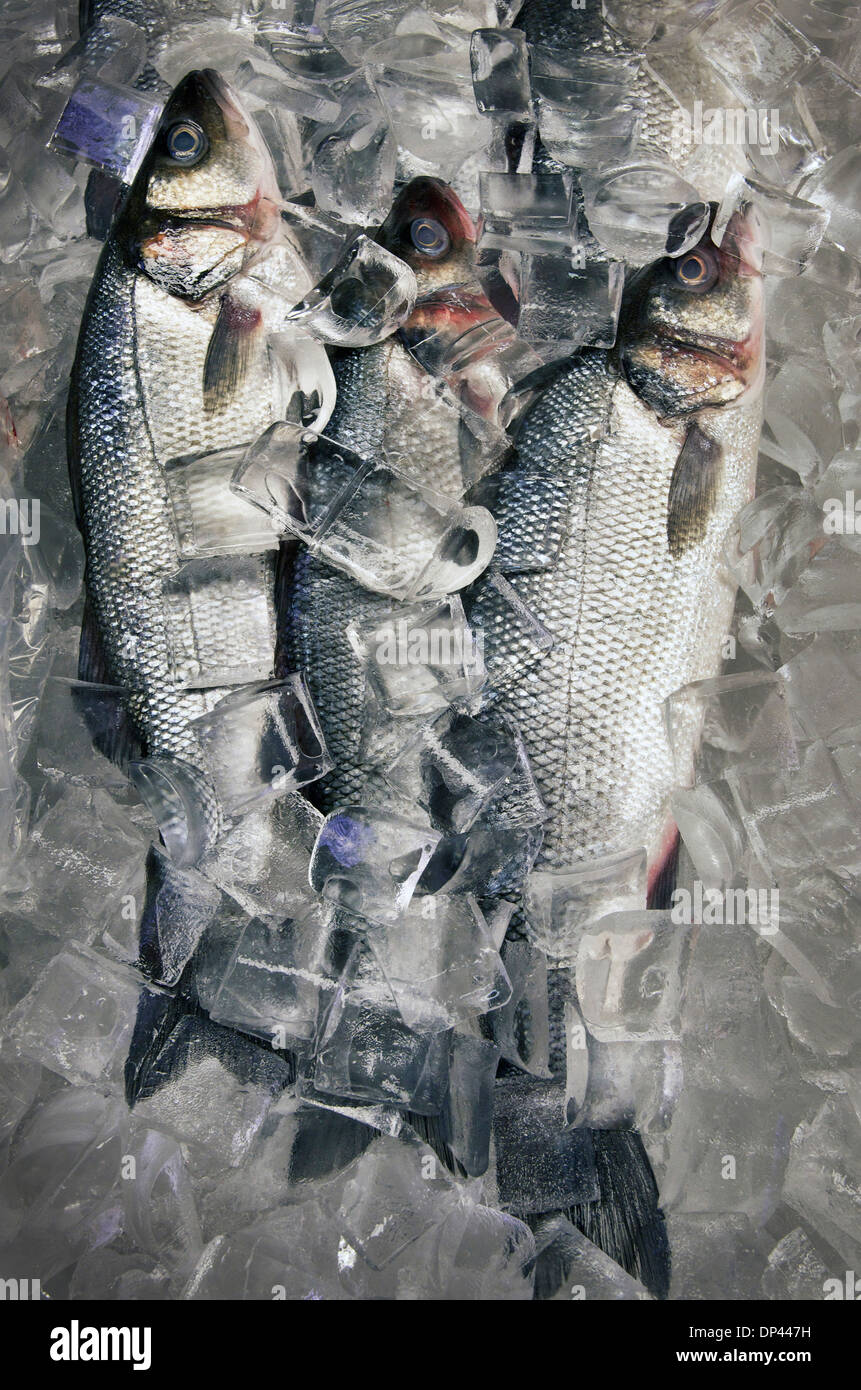 Pesce fresco confezionato in ghiaccio Foto Stock