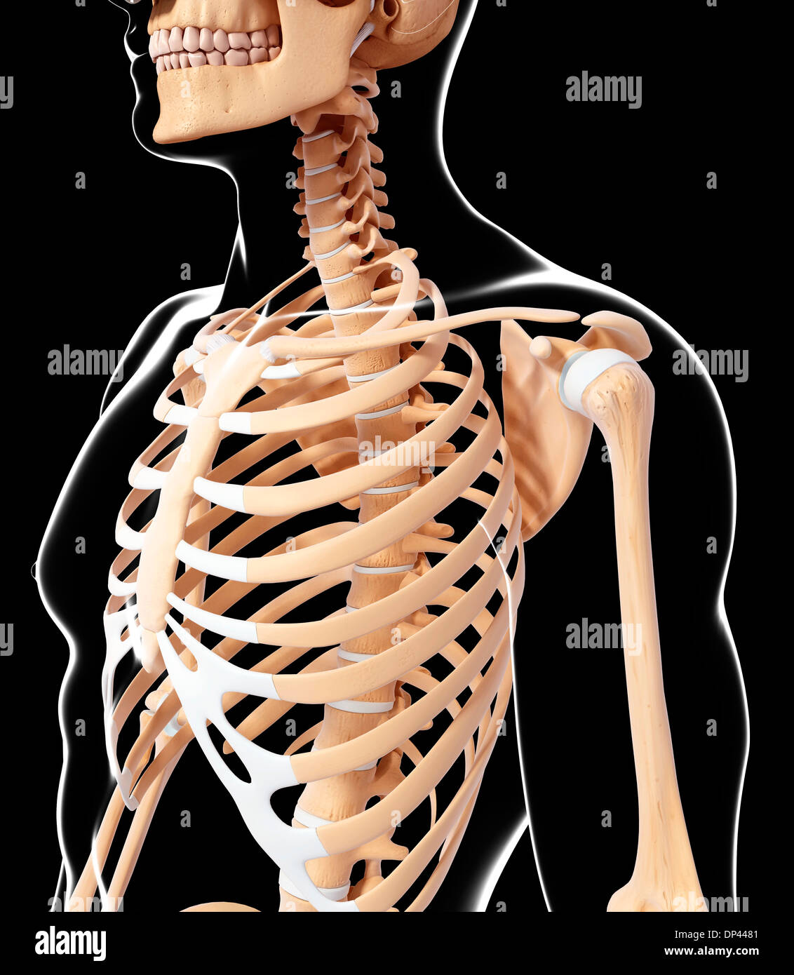 Scheletro umano, artwork Foto Stock