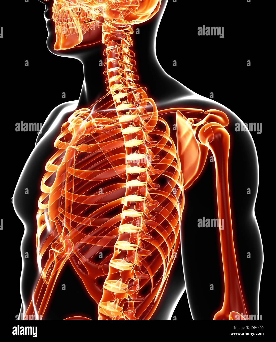 Scheletro umano, artwork Foto Stock