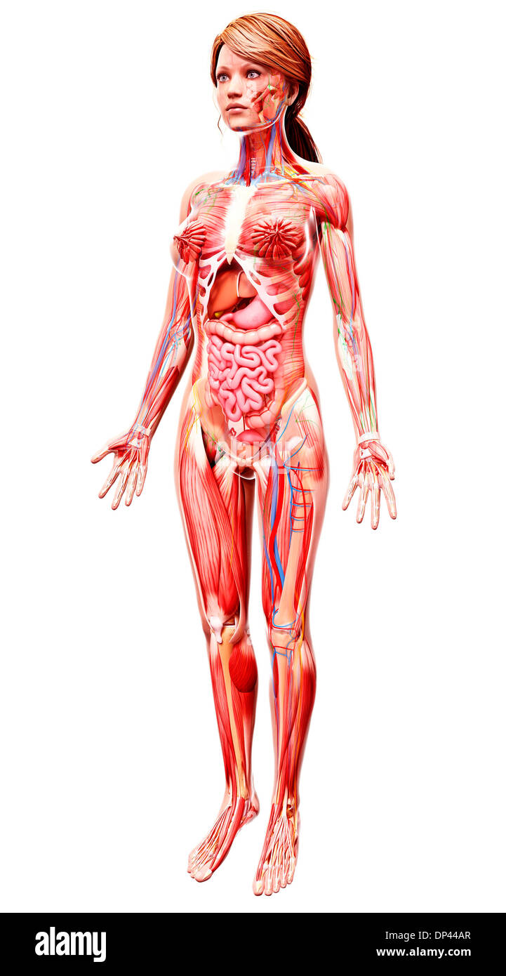 Anatomia femminile, artwork Foto Stock