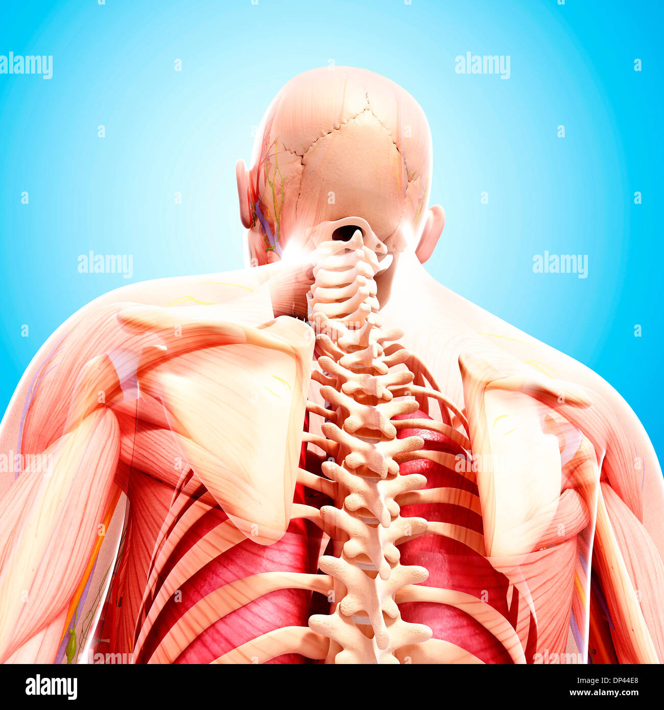 Anatomia Umana, artwork Foto Stock