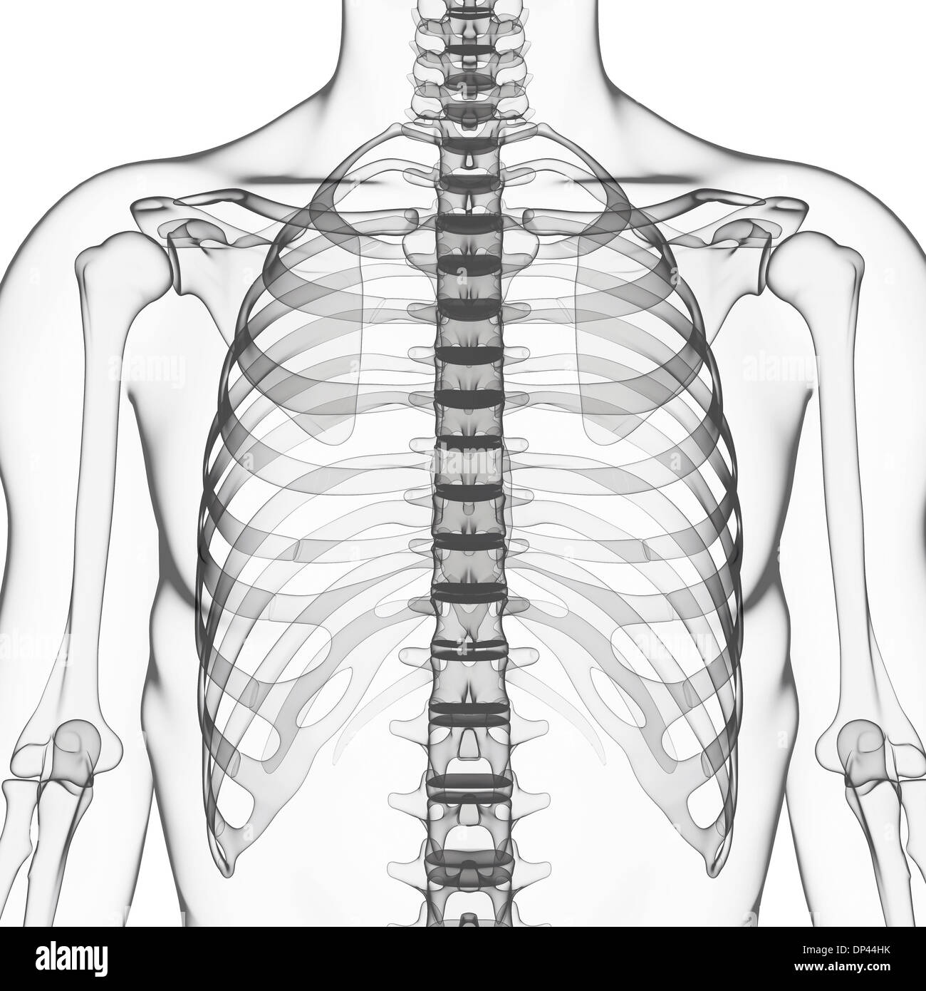 Scheletro umano, artwork Foto Stock