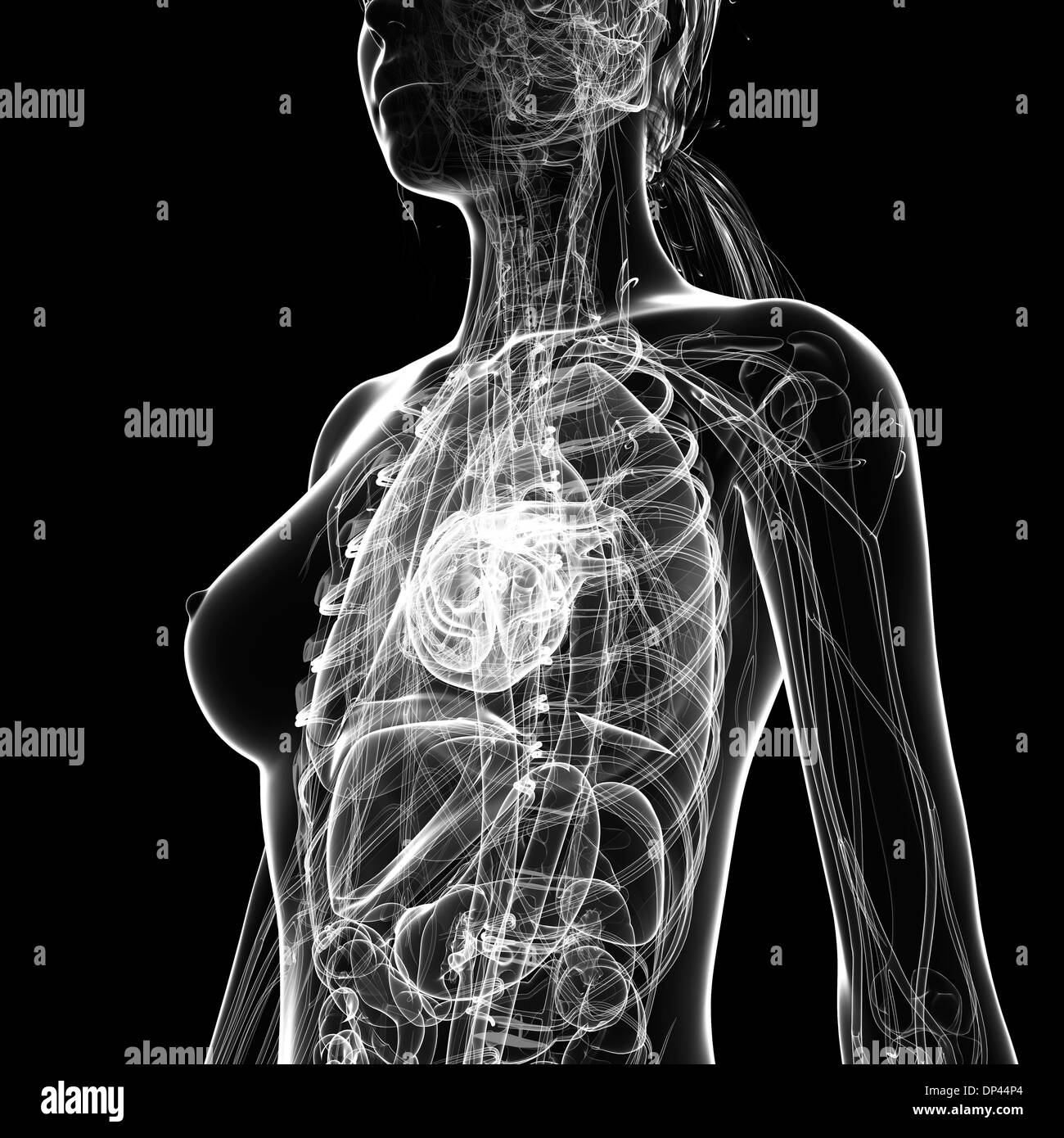 Anatomia femminile, artwork Foto Stock