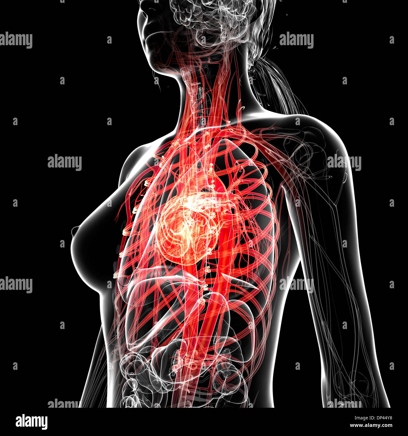 Femmina sistema cardiovascolare, artwork Foto Stock