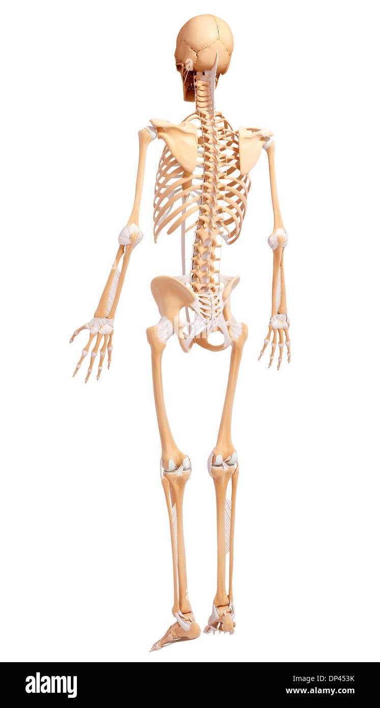 Scheletro umano, artwork Foto Stock