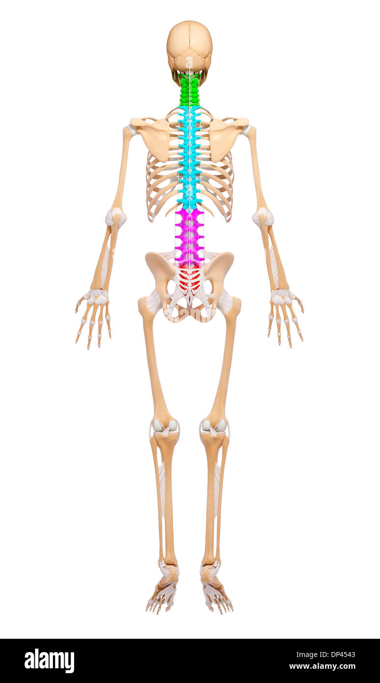 Scheletro umano, artwork Foto Stock