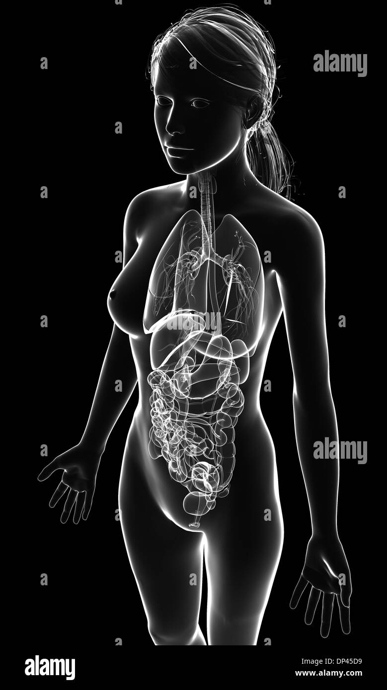 Anatomia femminile, artwork Foto Stock