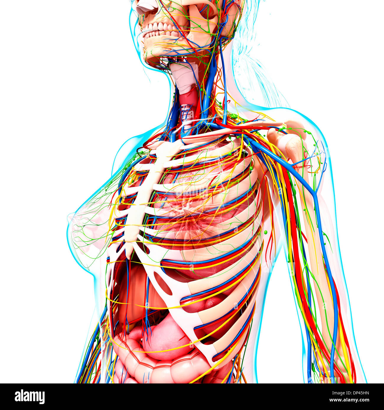 Anatomia femminile, artwork Foto Stock