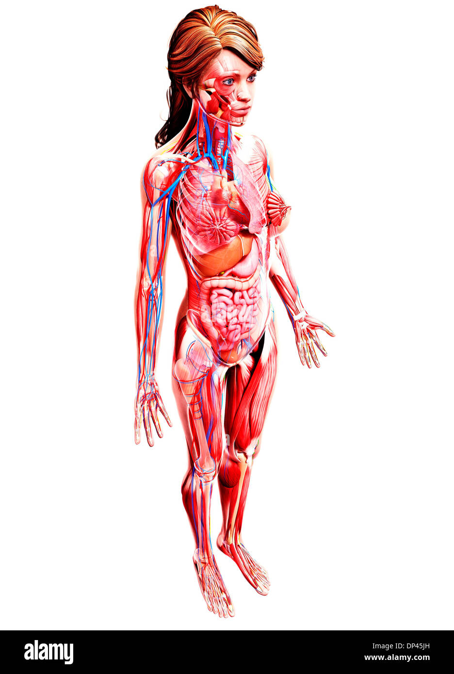 Anatomia femminile, artwork Foto Stock