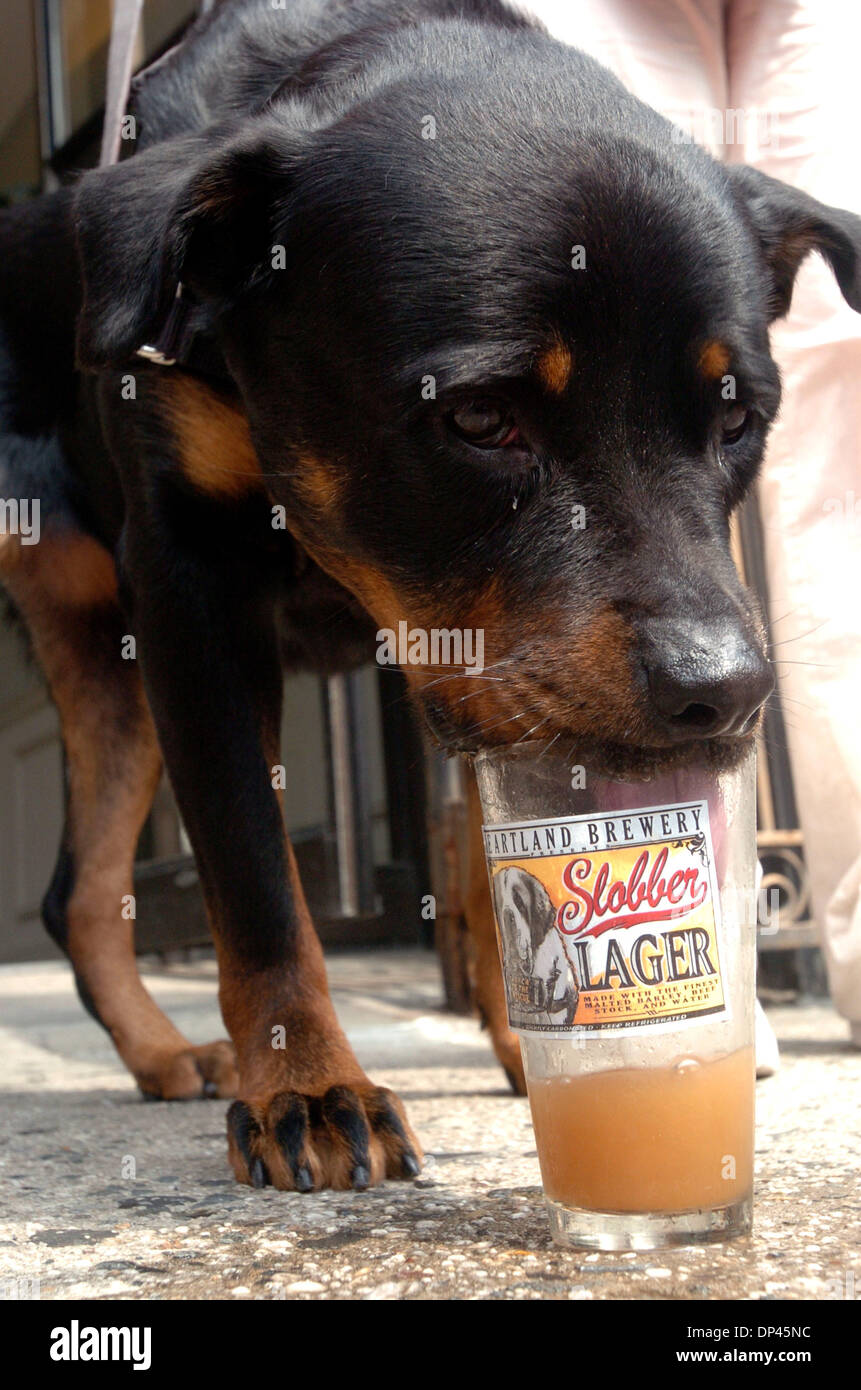 Jul 25, 2006; Manhattan, NY, STATI UNITI D'AMERICA; Diva, un bambino di 4 anni rottweiler campioni alcune 'lobber Lager'. Heartland Brewery in Union Square e da rappresentanti della ASPCA (Società americana per la prevenzione della crudeltà verso gli animali) e ha liberato i cani introdurre 'Slobber lager', un nuovo orario estivo trattare per cani. 'Slobber Lager' è realizzato a partire da malto di orzo, brodo di carne e acqua ed è un po' Foto Stock