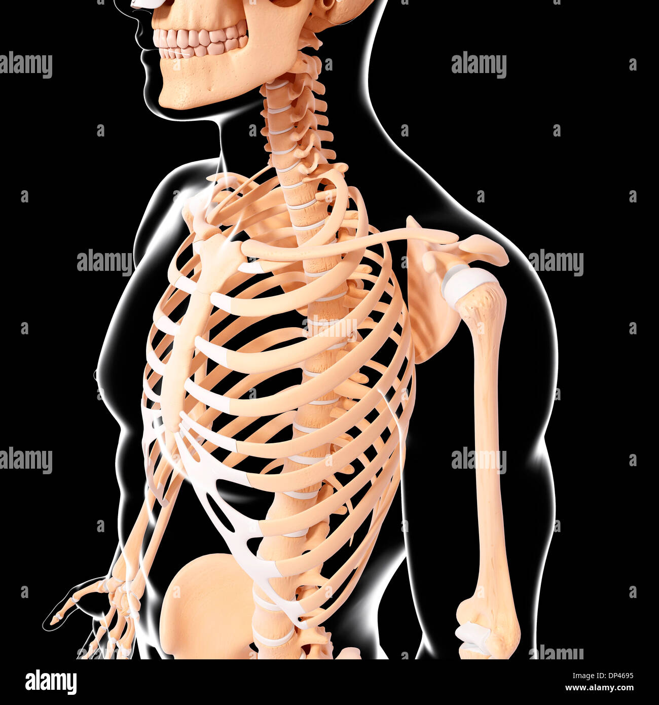 Scheletro umano, artwork Foto Stock