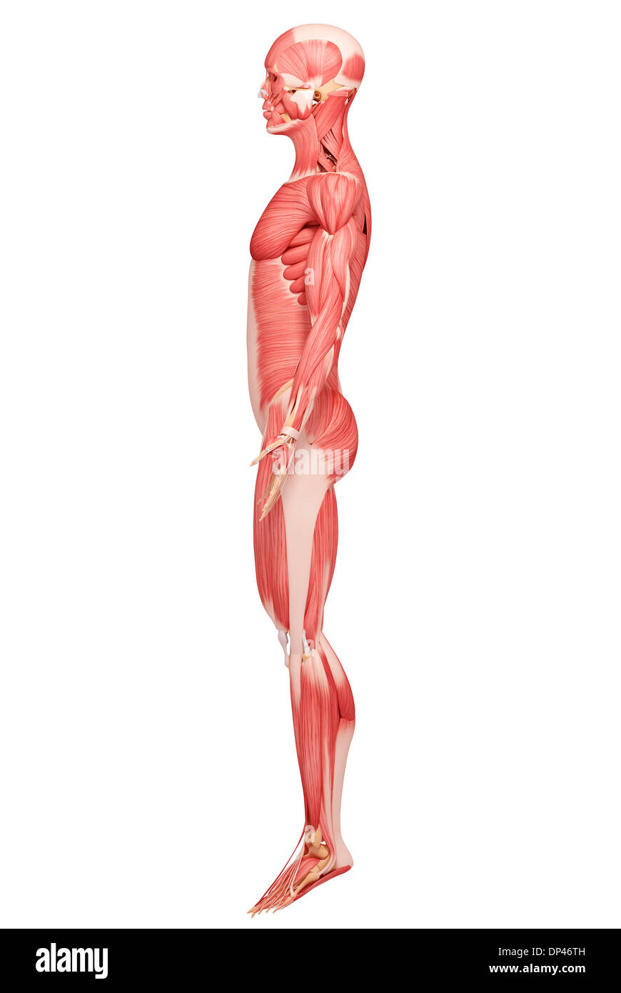 Muscolatura umana, artwork Foto Stock