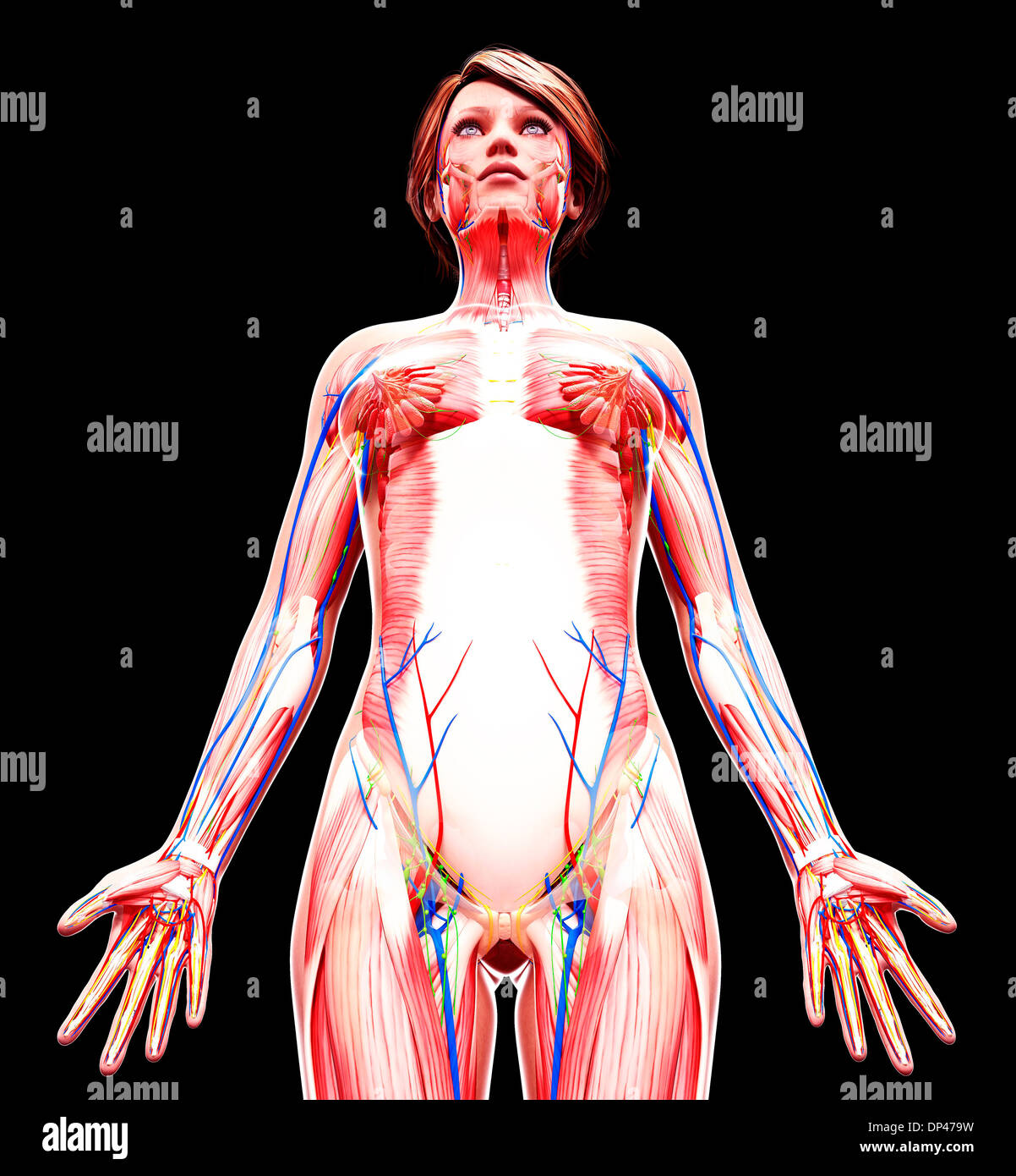 Anatomia femminile, artwork Foto Stock