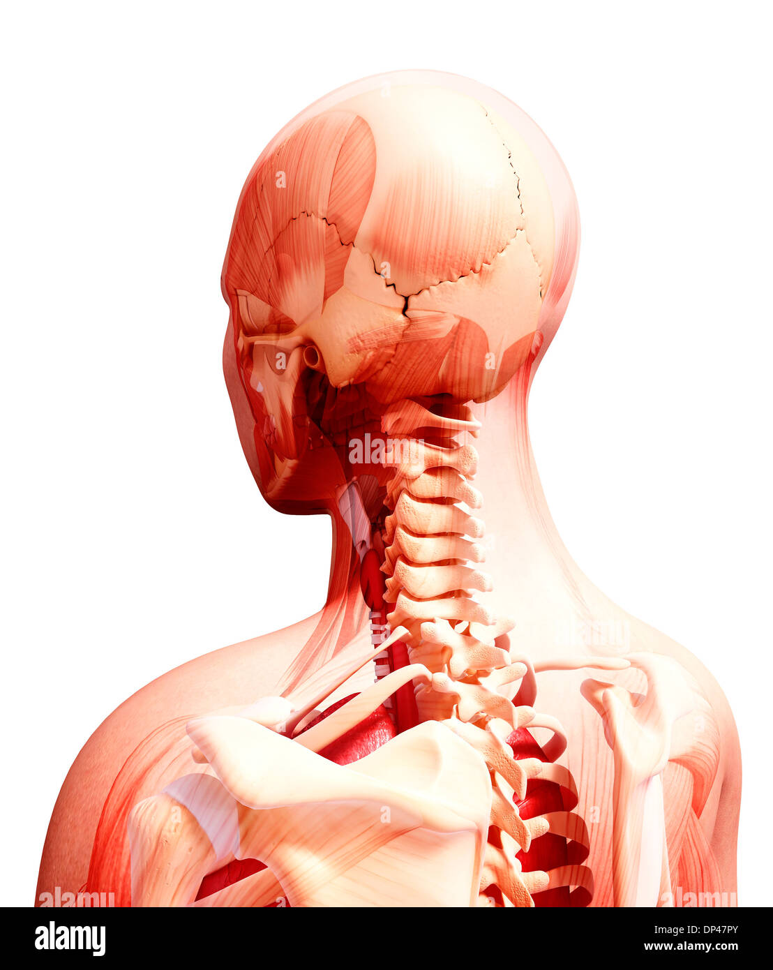 Anatomia Umana, artwork Foto Stock