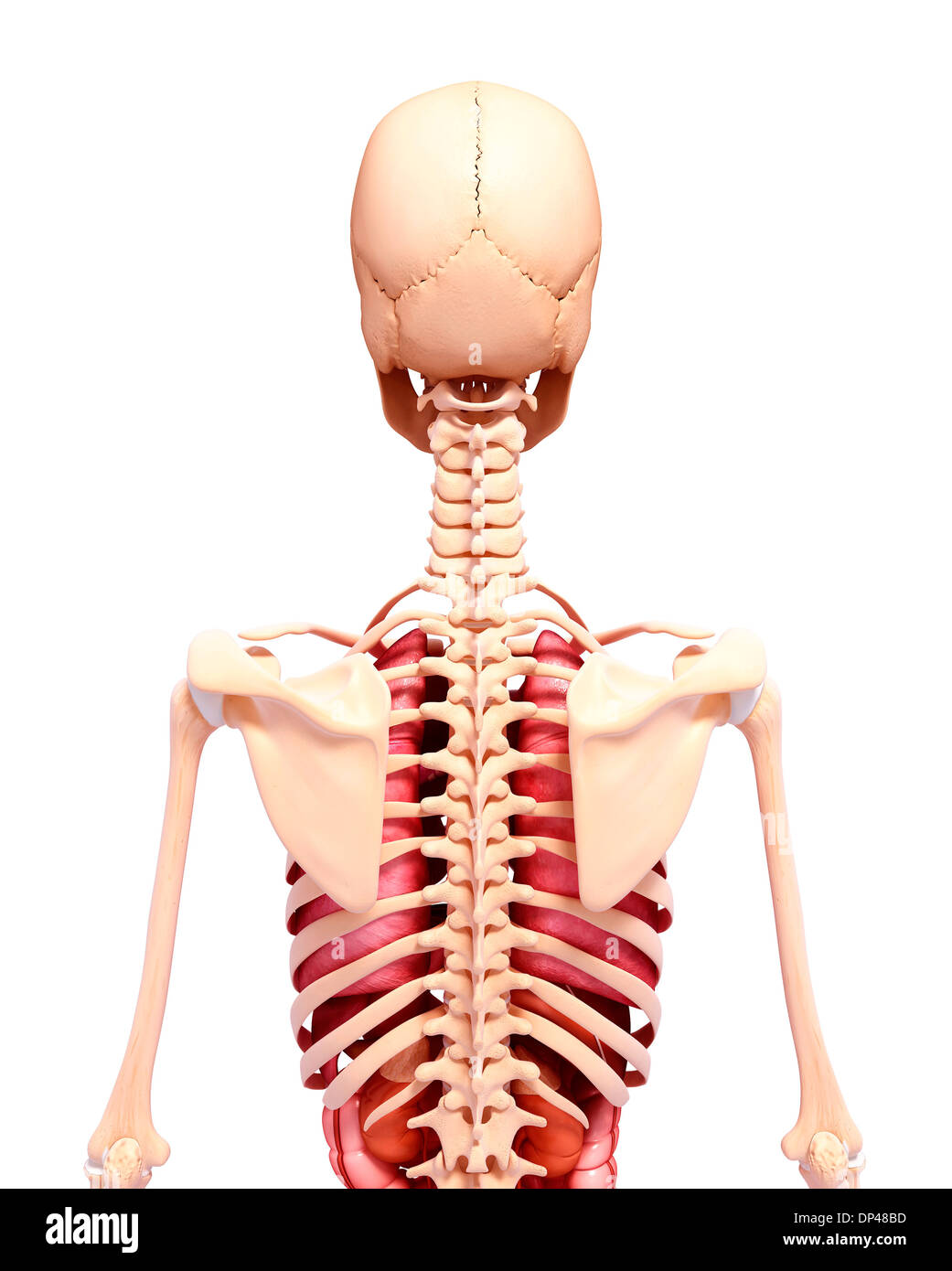 Anatomia femminile, artwork Foto Stock