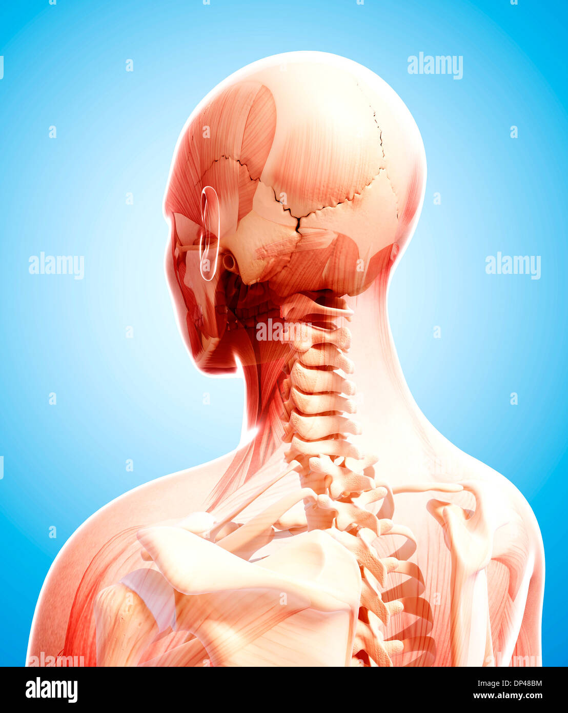 Anatomia Umana, artwork Foto Stock