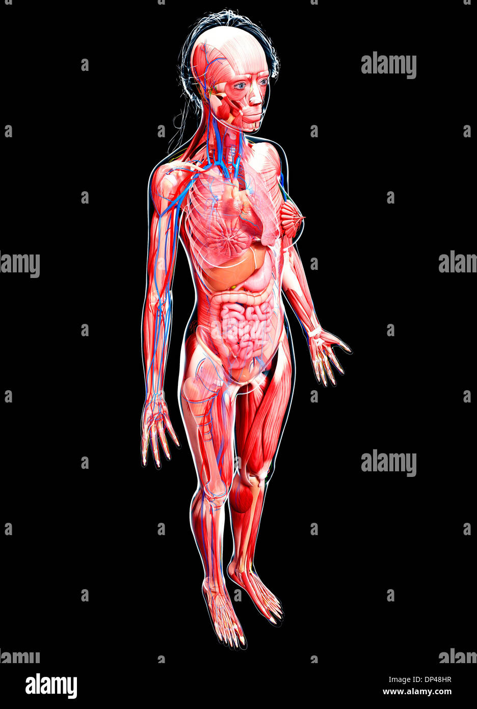 Anatomia femminile, artwork Foto Stock