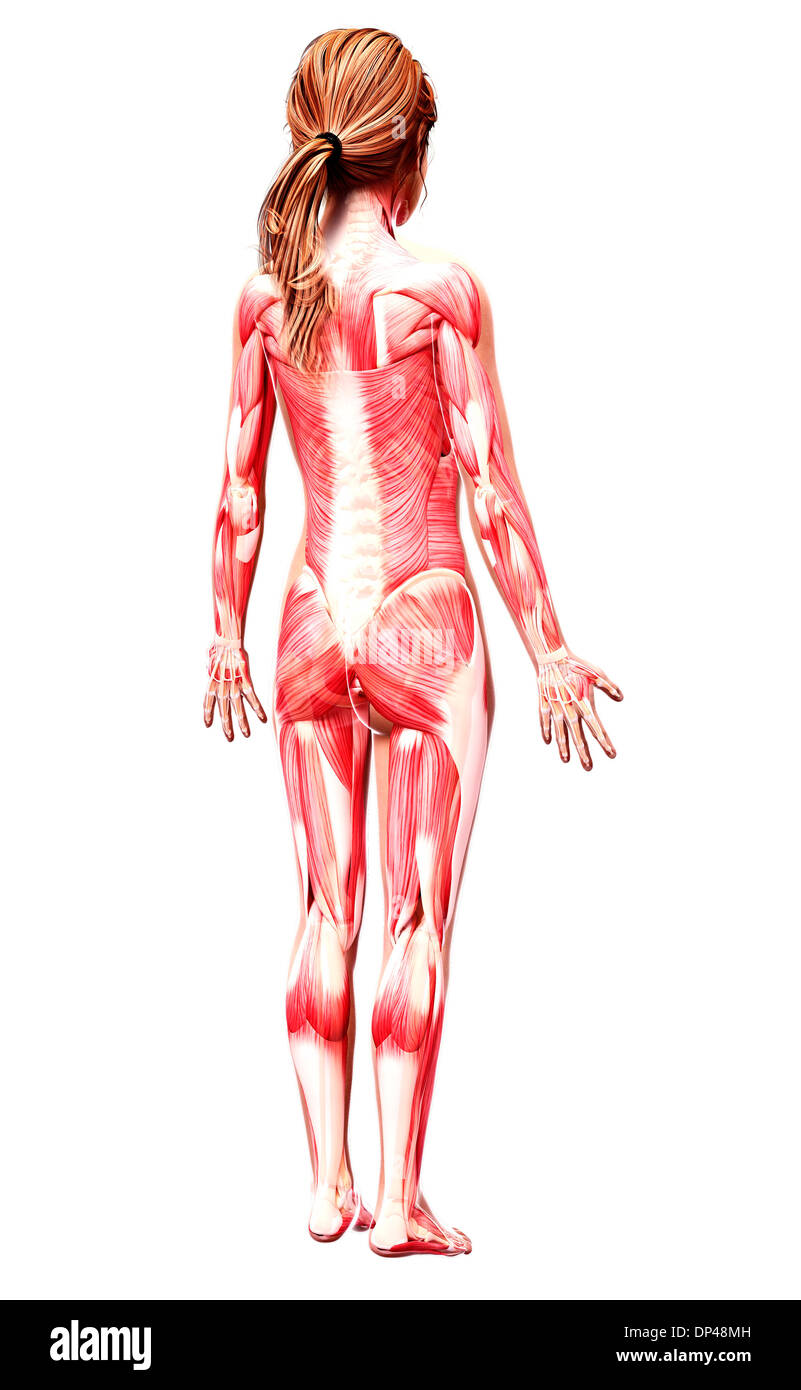 Muscolatura femminile, artwork Foto Stock