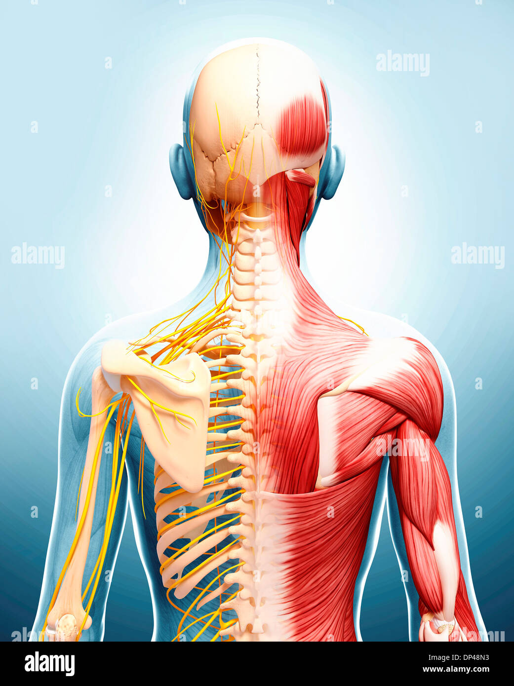 Anatomia Umana, artwork Foto Stock