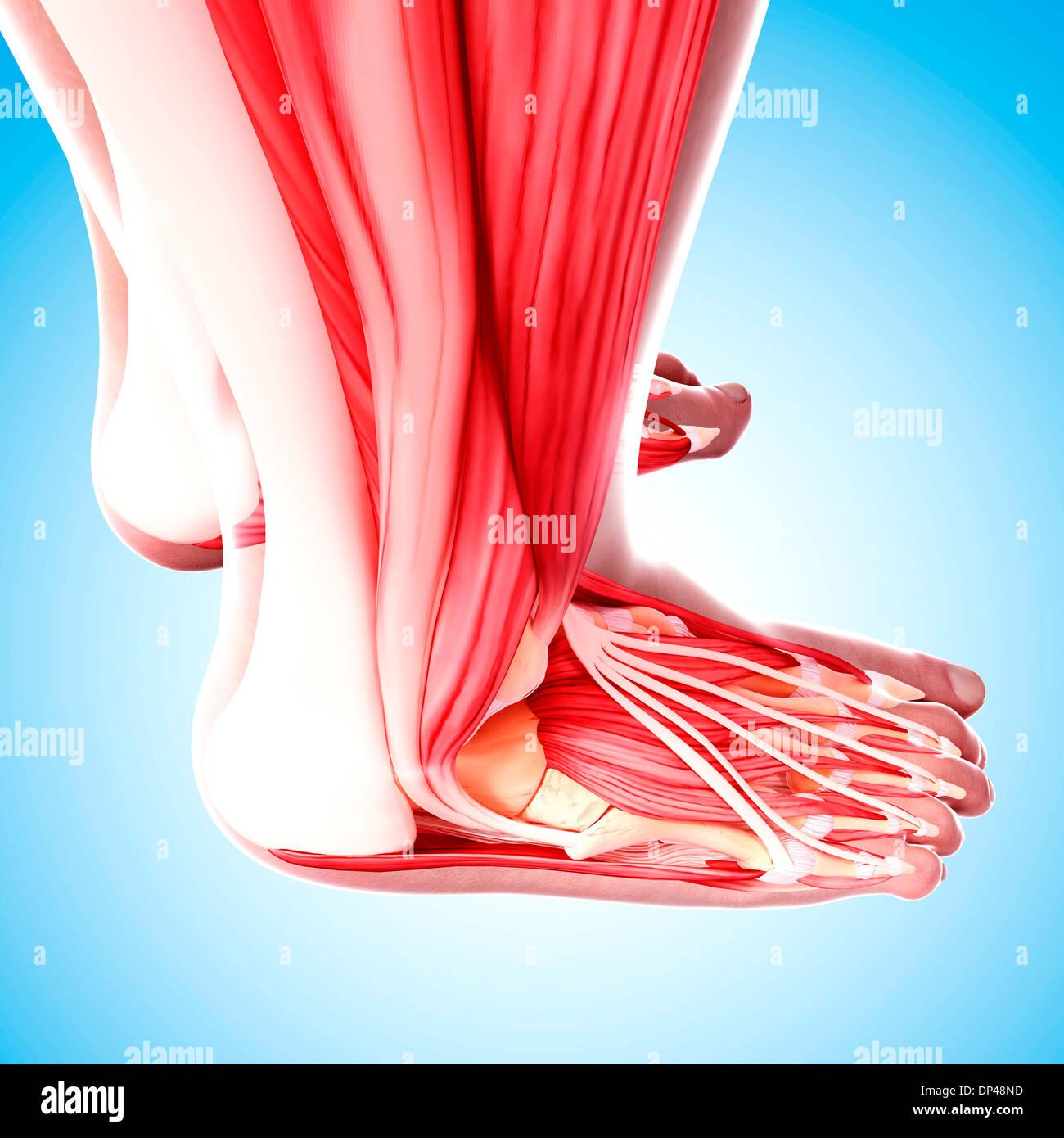 Piede umano muscolatura, artwork Foto Stock