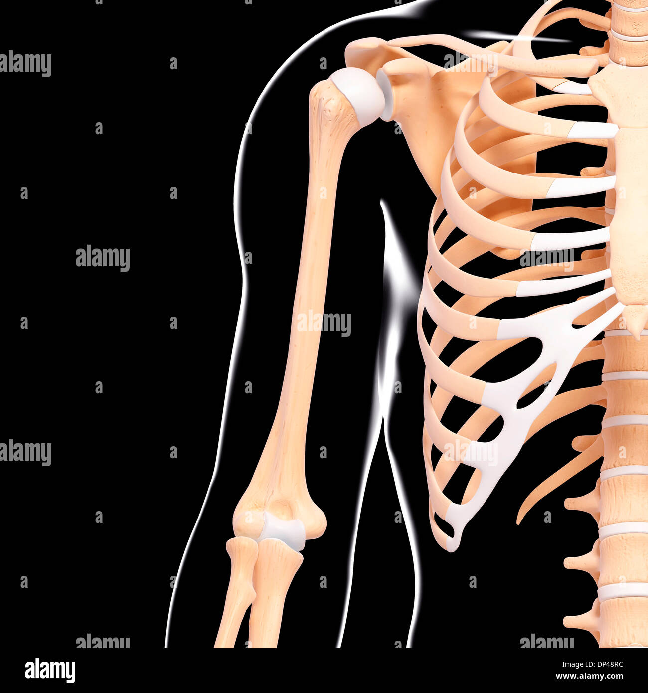 Scheletro umano, artwork Foto Stock