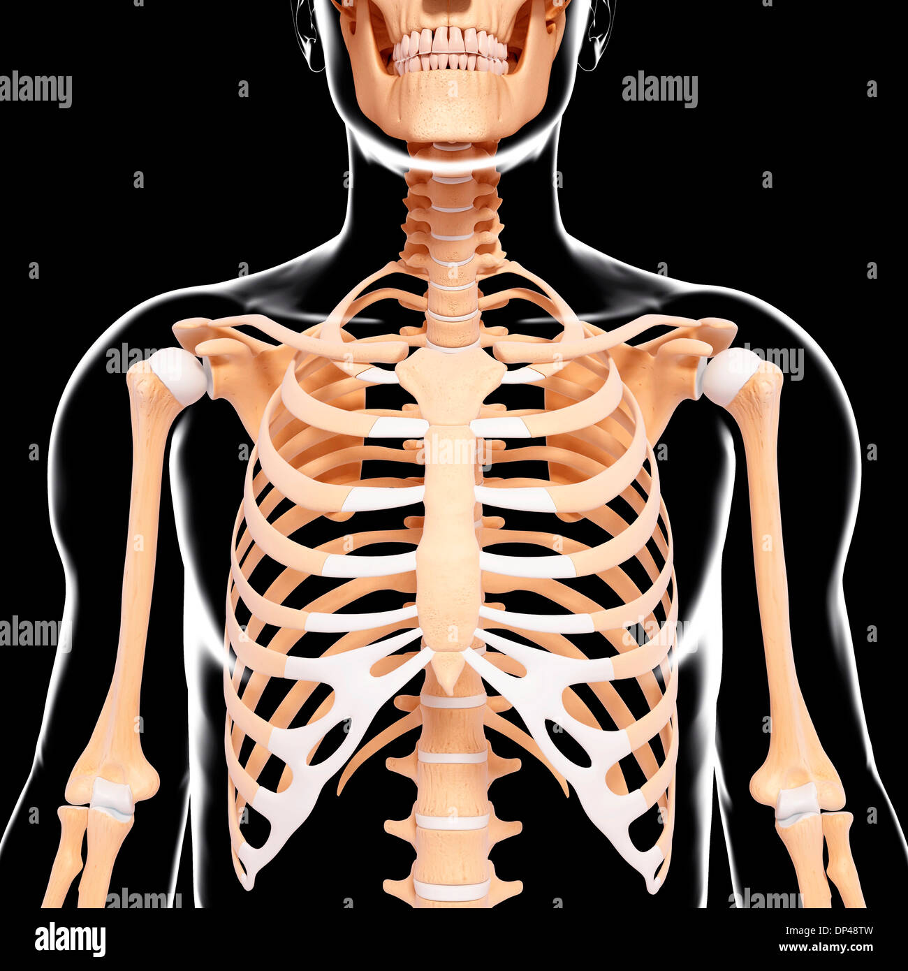 Scheletro umano, artwork Foto Stock