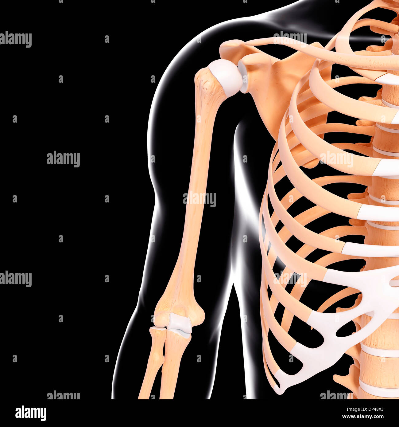 Scheletro umano, artwork Foto Stock