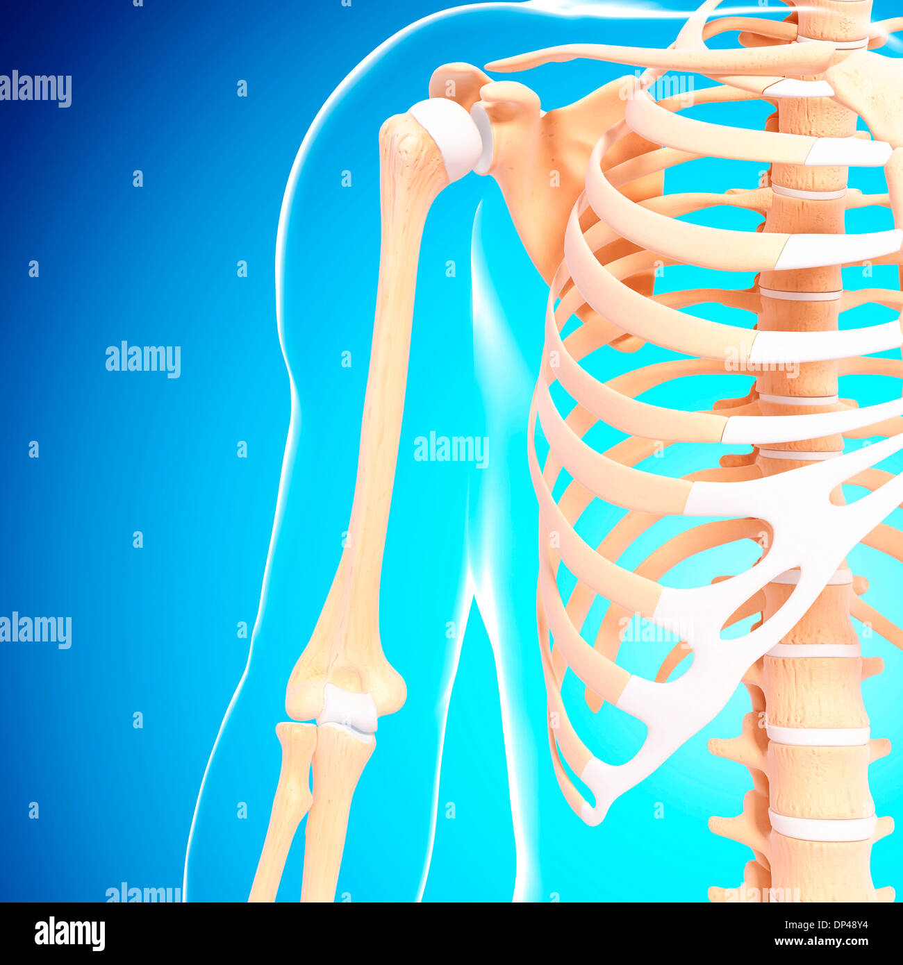 Scheletro umano, artwork Foto Stock