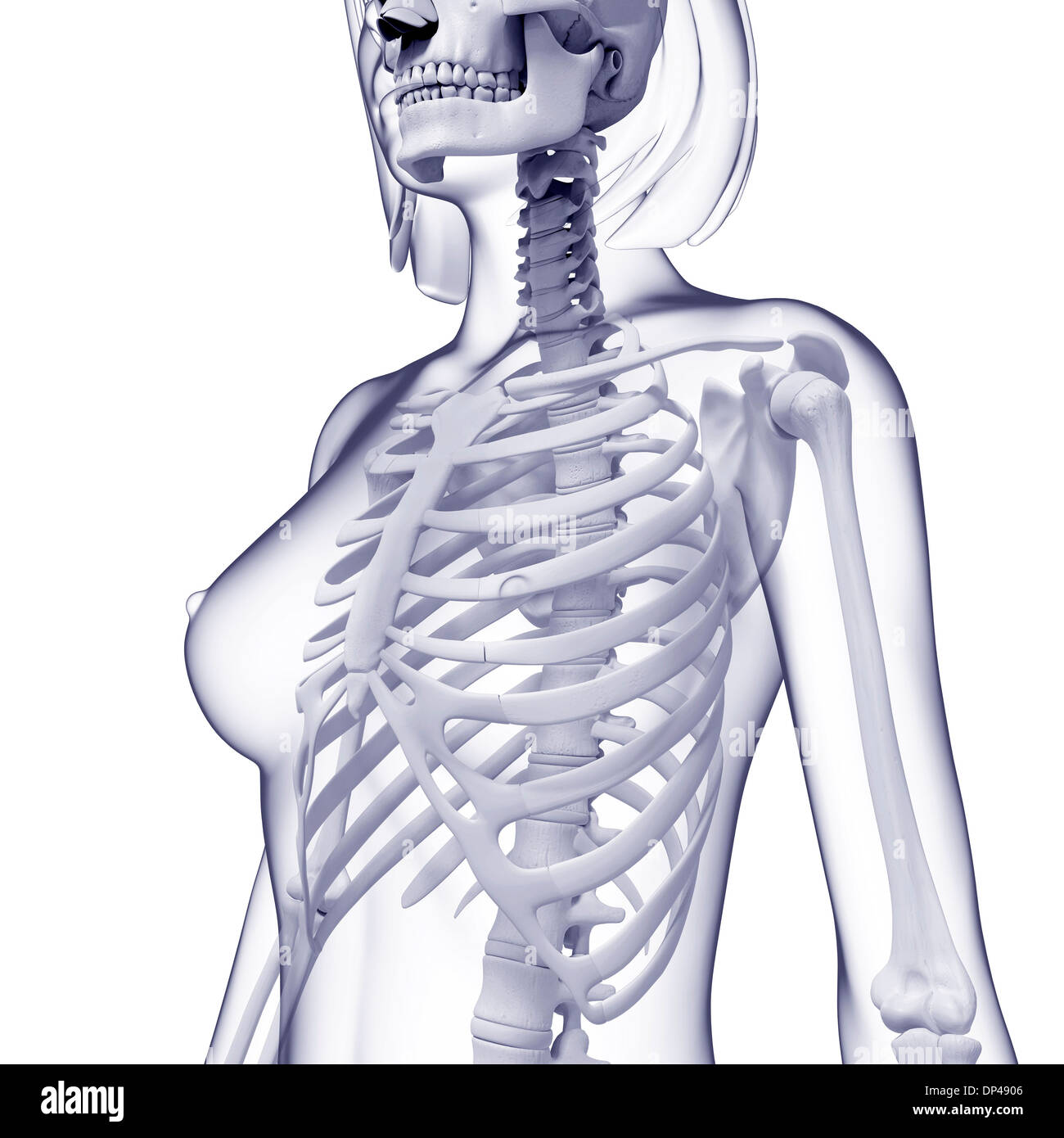 Scheletro femminile, artwork Foto Stock