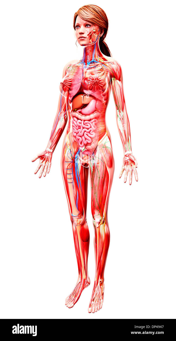 Anatomia femminile, artwork Foto Stock