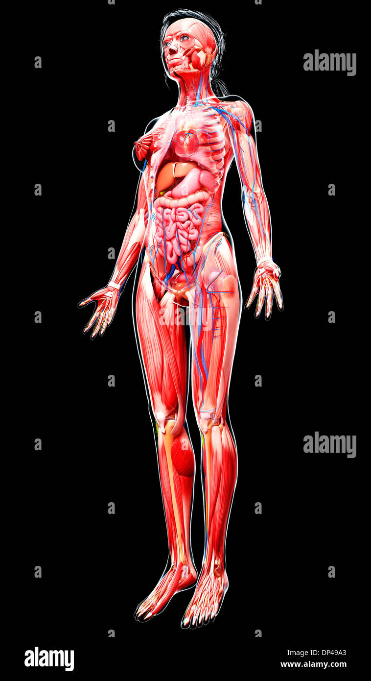 Anatomia femminile, artwork Foto Stock