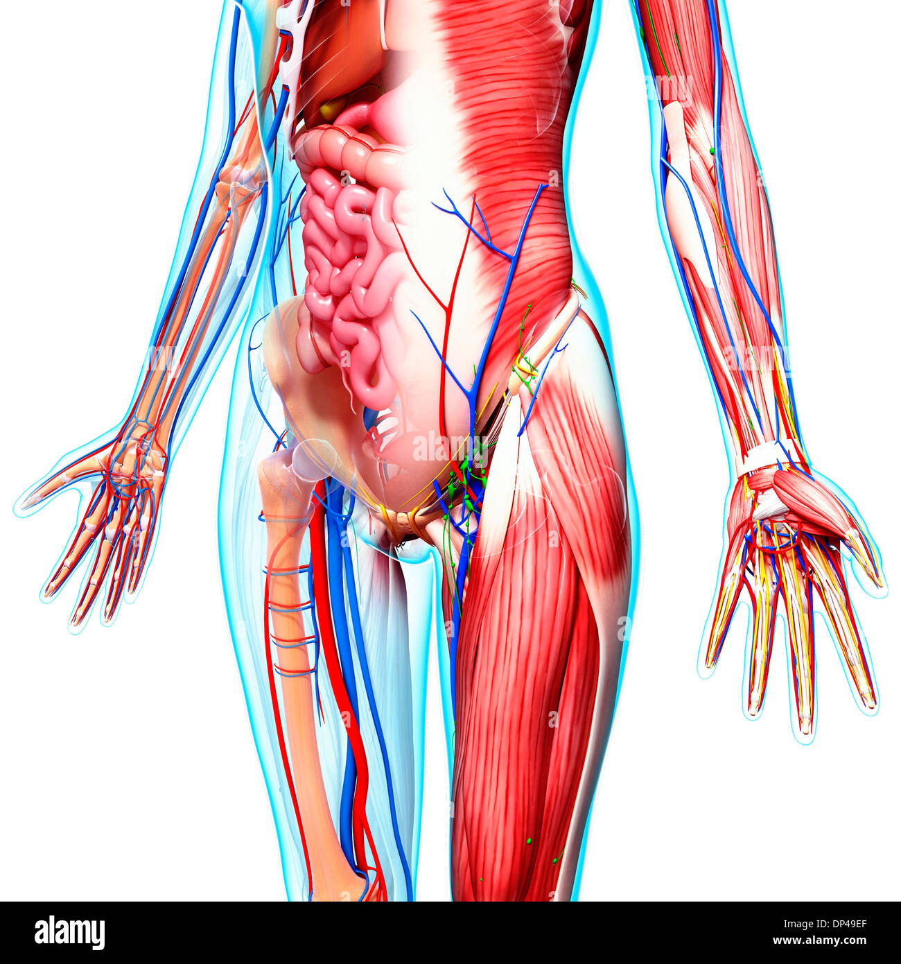 Anatomia femminile, artwork Foto Stock