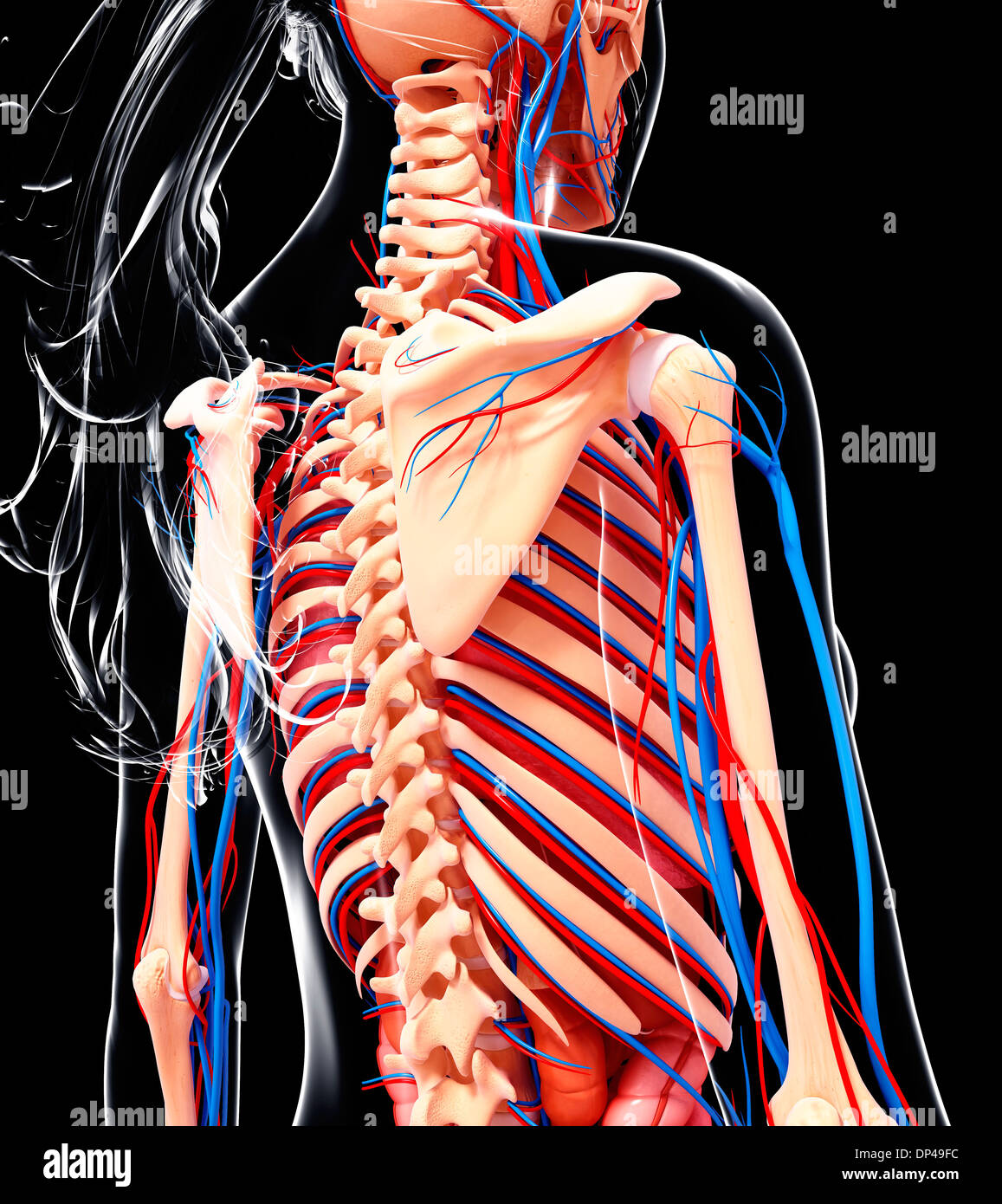 Anatomia femminile, artwork Foto Stock