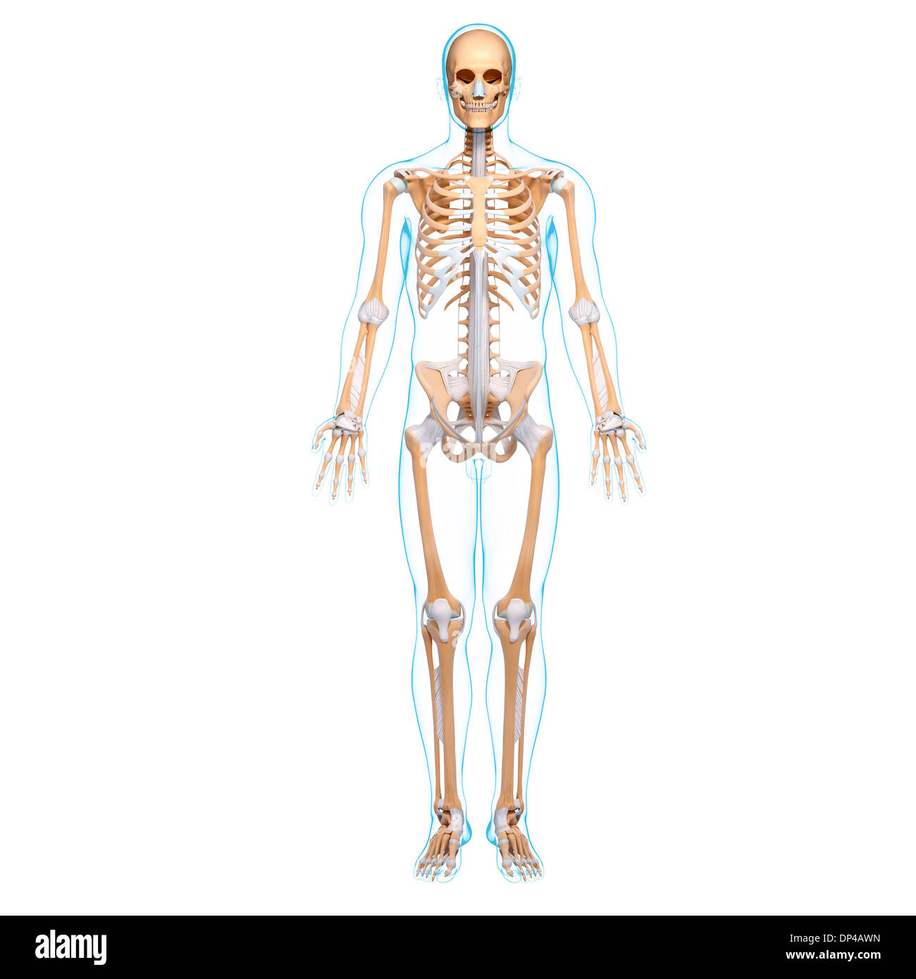 Scheletro maschio, artwork Foto Stock