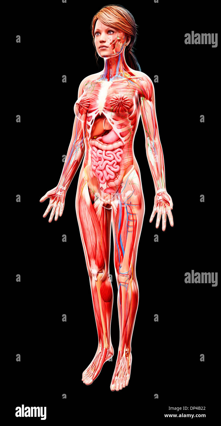 Anatomia femminile, artwork Foto Stock