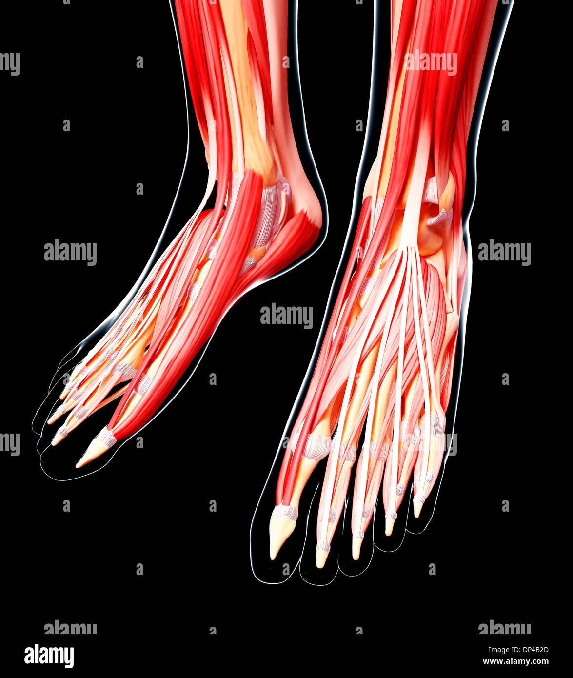 Piede umano muscolatura, artwork Foto Stock