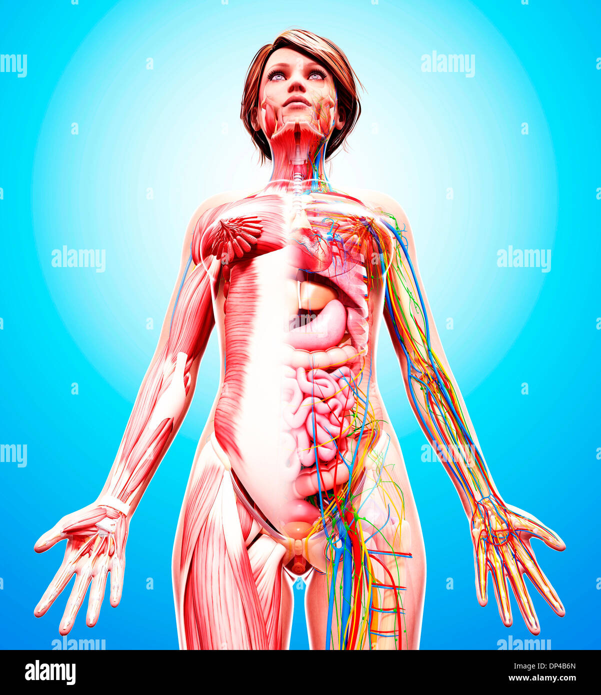 Anatomia femminile, artwork Foto Stock