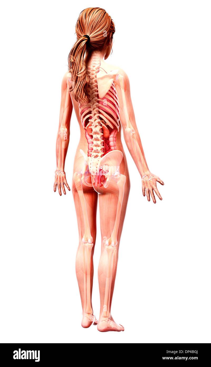 Anatomia femminile, artwork Foto Stock